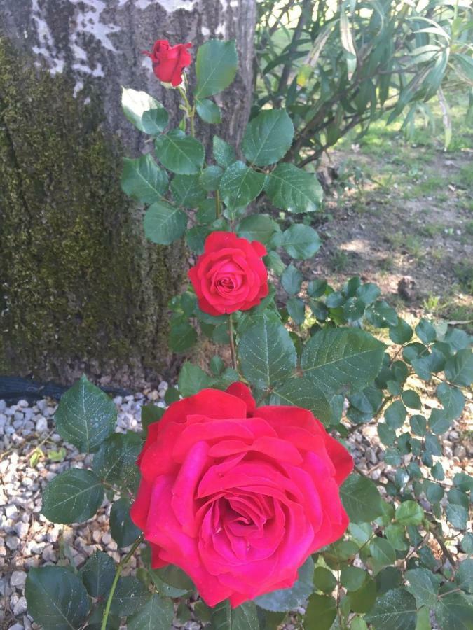 Bed & Breakfast Tenuta La Rosa